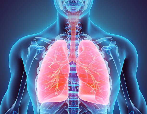 PR324 Respiratory system -2564 