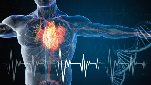 PR 322 Cardiovascular System 2564
