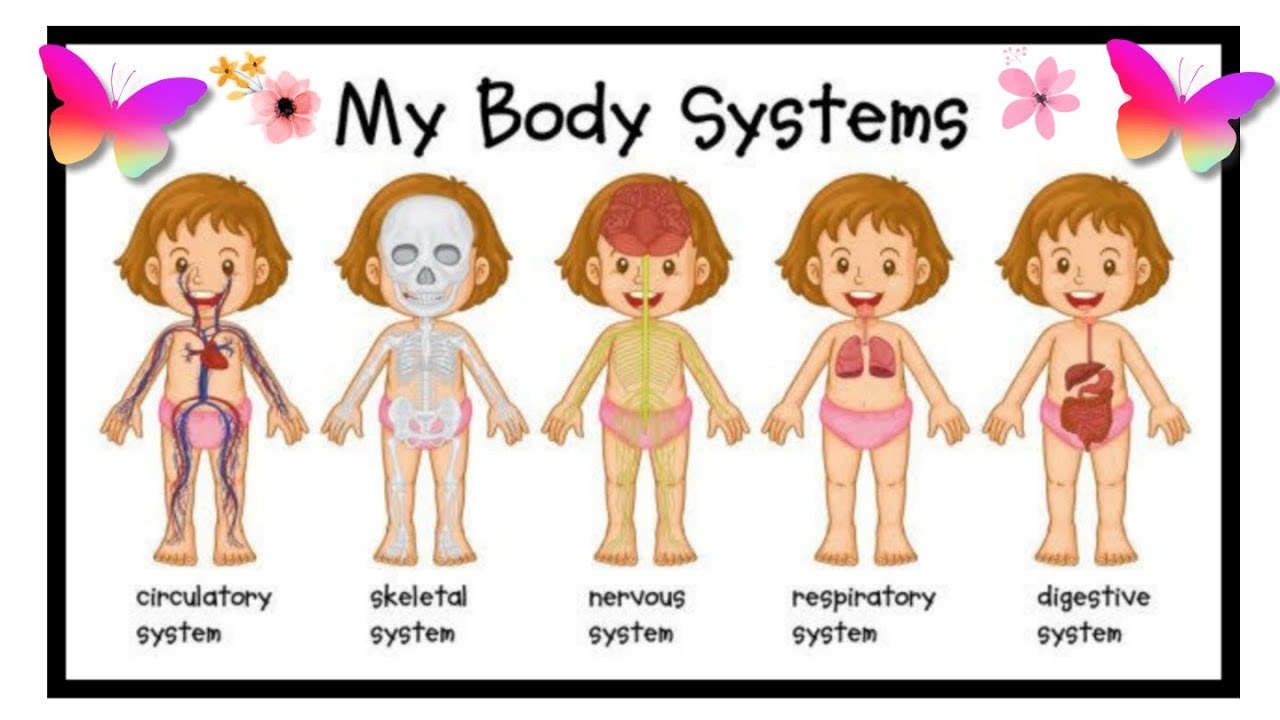 HPX213 Human Body System3 1/65