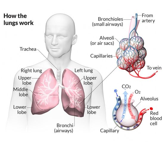 PR 324 Respiratory system  2566