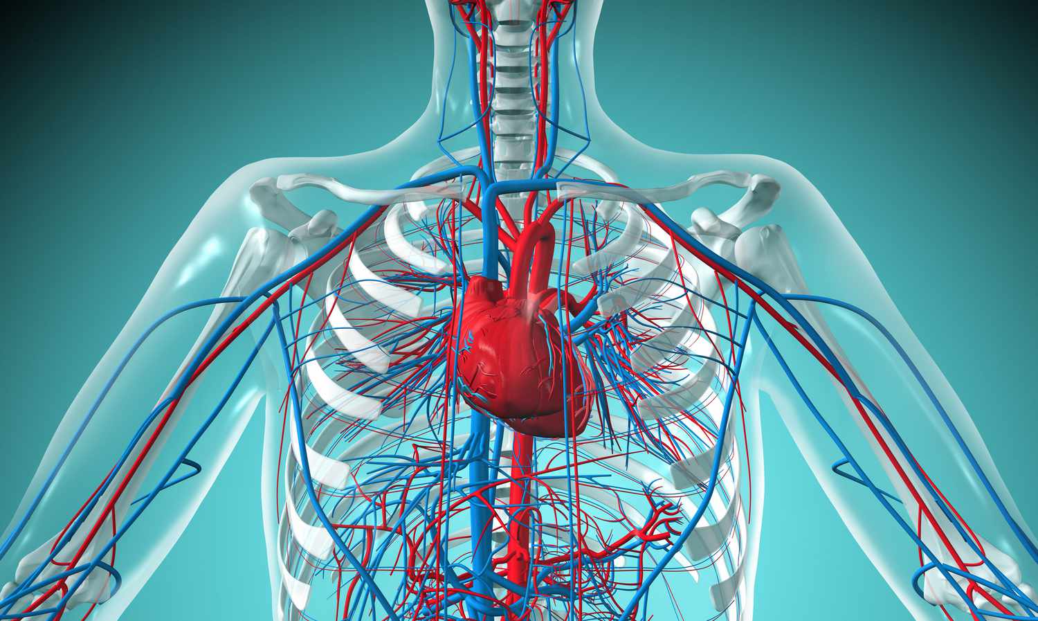 PR322  Cardiovascular  system  2566