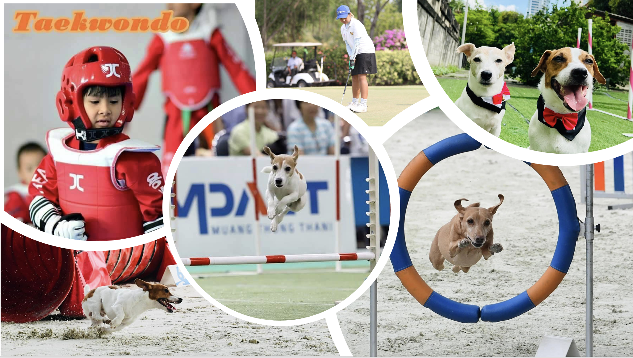 ZSC25 Materials for Sports and Pets (1/2566)