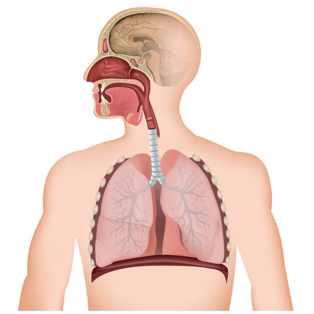PR 324 Respiratory system  2567