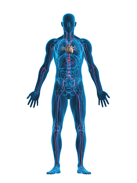 PR322 Cardiovascular system 2568