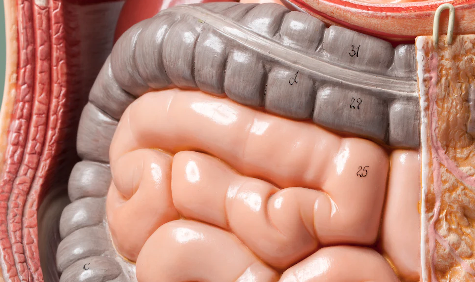 PR321 Gastrointestinal system 1/2568